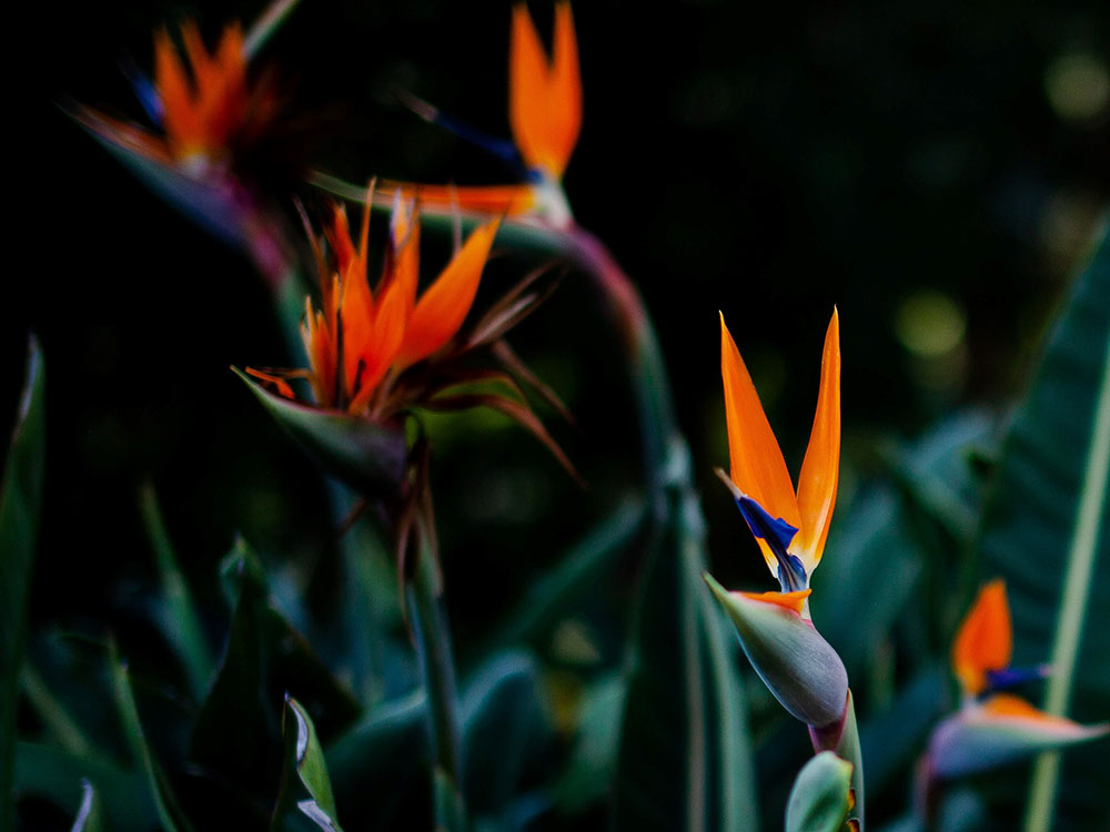 Bird of paradise flower image