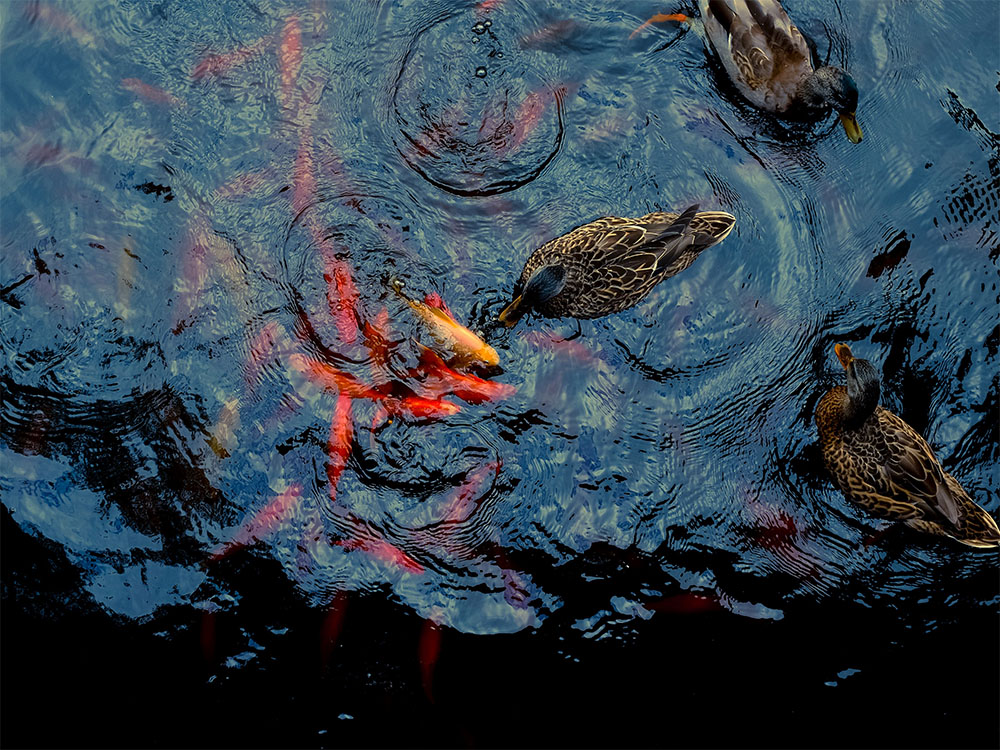 Overhead view of the fishes and ducks at the Ho‘omaluhia pond